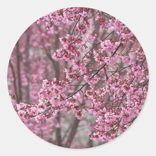 Sakura Cherry Blossoms Flowing Pink Classic Round Sticker (Front)