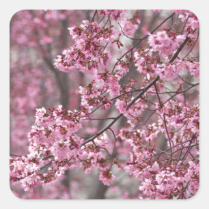 Sakura Cherry Blossoms Flowing Pink Square Sticker
