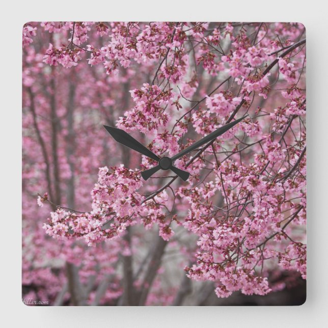 Sakura Cherry Blossoms Flowing Pink Square Wall Clock (Front)