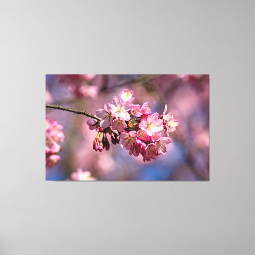 Sakura Cherry Blossoms In Pink Colors Of Spring Canvas Print