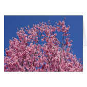 Sakura Cherry Blossoms Into The Blue (Front Horizontal)