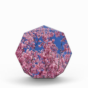 Sakura Cherry Blossoms Into The Blue Acrylic Award