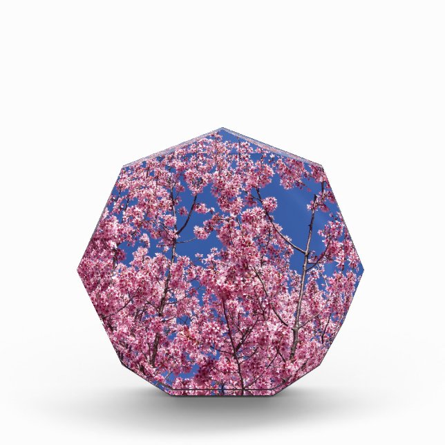 Sakura Cherry Blossoms Into The Blue Acrylic Award (Front)