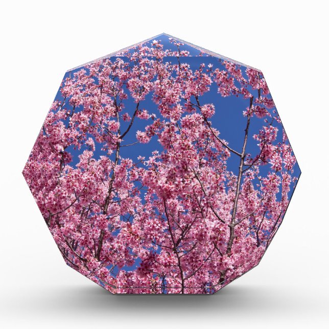 Sakura Cherry Blossoms Into The Blue Award (Front)