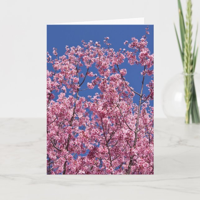Sakura Cherry Blossoms Into The Blue Card (Front)