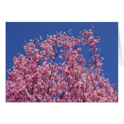 Sakura Cherry Blossoms Into The Blue Cards (Front Horizontal)