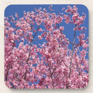 Sakura Cherry Blossoms Into The Blue Drink Coaster