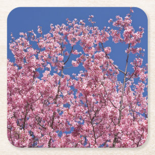 Sakura Cherry Blossoms Into The Blue Square Paper Coaster
