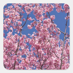 Sakura Cherry Blossoms Into The Blue Square Sticker