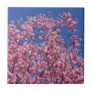 Sakura Cherry Blossoms Into The Blue Tile