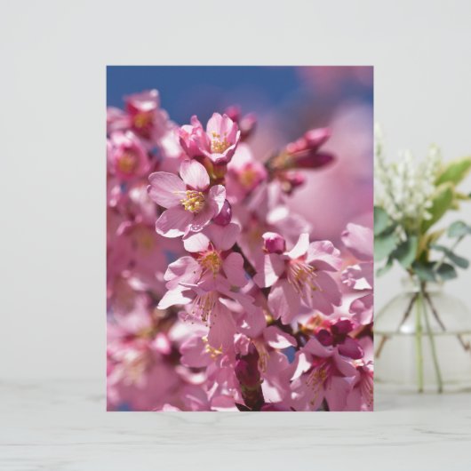 Sakura Cherry Blossoms Kissed by Sunlight (Standing Front)