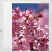 Sakura Cherry Blossoms Kissed by Sunlight (Front/Back)