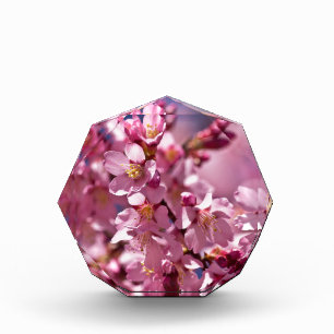 Sakura Cherry Blossoms Kissed by Sunlight Acrylic Award