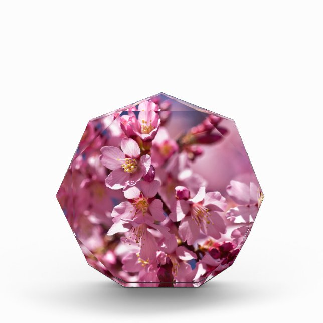Sakura Cherry Blossoms Kissed by Sunlight Acrylic Award (Front)