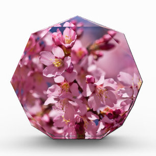 Sakura Cherry Blossoms Kissed by Sunlight Award