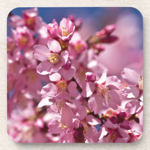 Sakura Cherry Blossoms Kissed by Sunlight Beverage Coaster