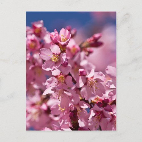 Sakura Cherry Blossoms Kissed by Sunlight Postcard