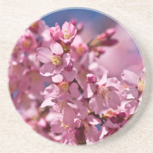 Sakura Cherry Blossoms Kissed by Sunlight Sandstone Coaster