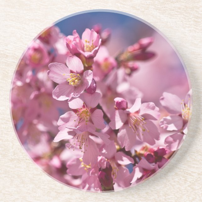 Sakura Cherry Blossoms Kissed by Sunlight Sandstone Coaster (Front)