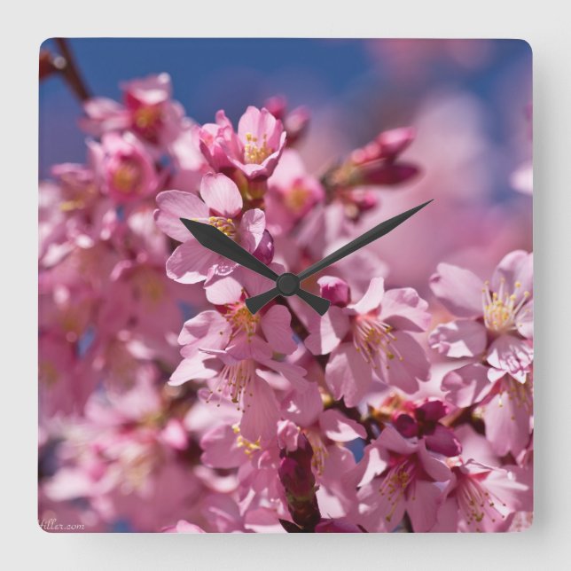 Sakura Cherry Blossoms Kissed by Sunlight Square Wall Clock (Front)