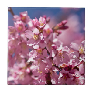 Sakura Cherry Blossoms Kissed by Sunlight Tile
