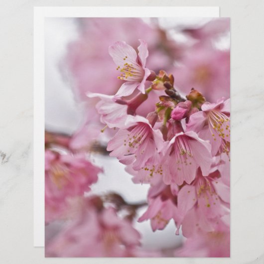 Sakura Cherry Blossoms Pale Pink (Front/Back)