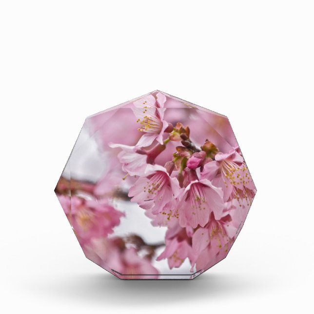 Sakura Cherry Blossoms Pale Pink Acrylic Award (Front)