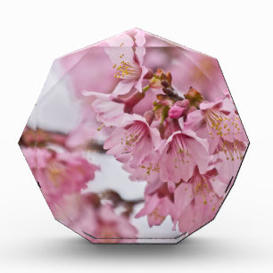 Sakura Cherry Blossoms Pale Pink Award