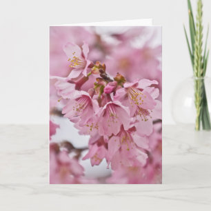 Sakura Cherry Blossoms Pale Pink Card