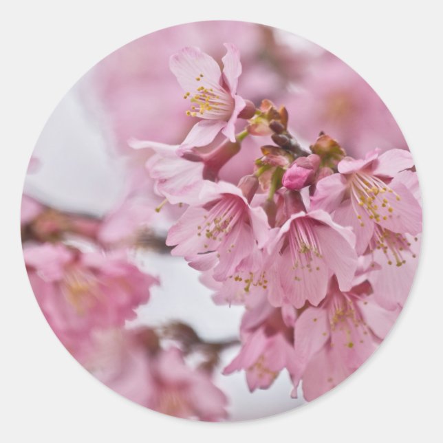 Sakura Cherry Blossoms Pale Pink Classic Round Sticker (Front)