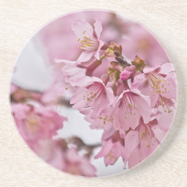 Sakura Cherry Blossoms Pale Pink Drink Coaster (Front)
