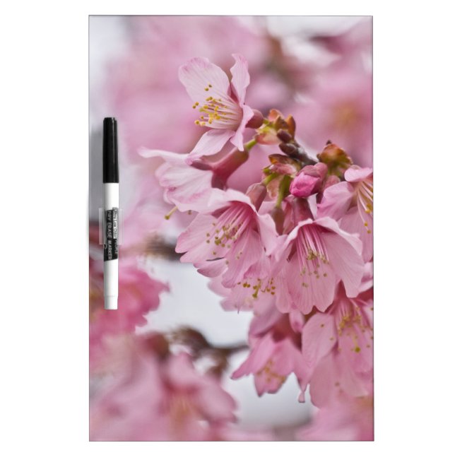 Sakura Cherry Blossoms Pale Pink Dry-Erase Board (Front)