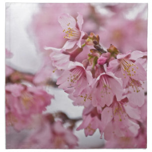 Sakura Cherry Blossoms Pale Pink Napkin