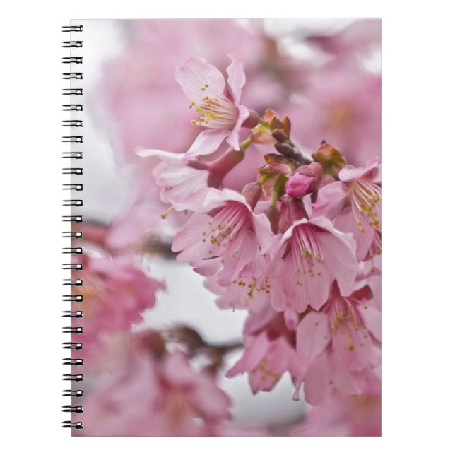 Sakura Cherry Blossoms Pale Pink Notebook (Front)