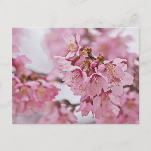 Sakura Cherry Blossoms Pale Pink Postcard (Front)