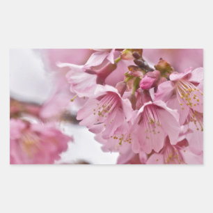 Sakura Cherry Blossoms Pale Pink Rectangular Sticker