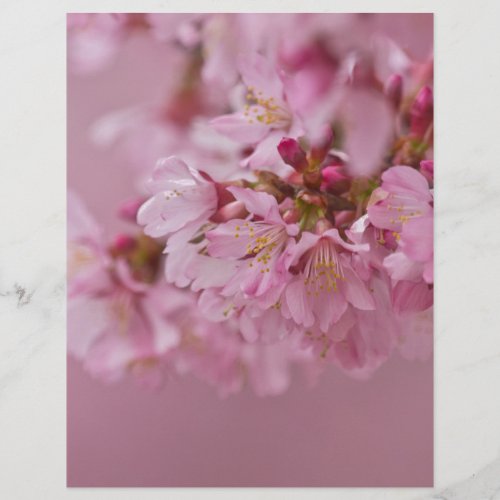 Sakura Cherry Blossoms Pale Pink Reflections