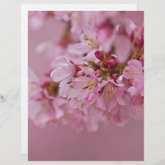 Sakura Cherry Blossoms Pale Pink Reflections (Front/Back)