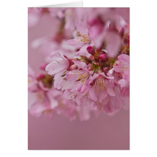 Sakura Cherry Blossoms Pale Pink Reflections (Front)