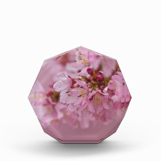 Sakura Cherry Blossoms Pale Pink Reflections Acrylic Award (Front)