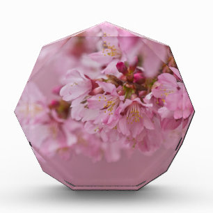 Sakura Cherry Blossoms Pale Pink Reflections Acrylic Award