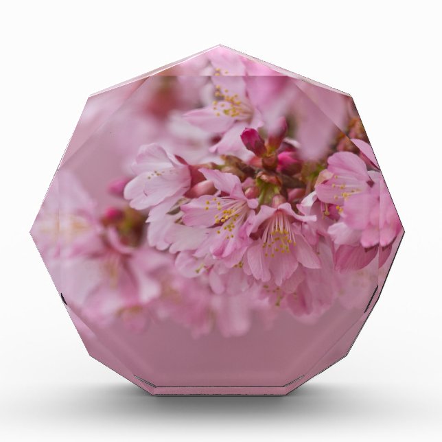 Sakura Cherry Blossoms Pale Pink Reflections Acrylic Award (Front)