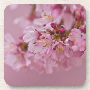 Sakura Cherry Blossoms Pale Pink Reflections Drink Coaster