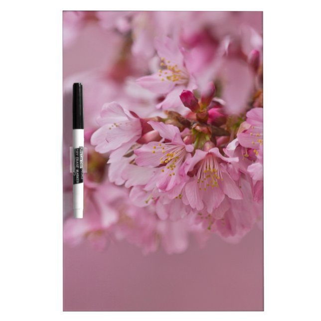 Sakura Cherry Blossoms Pale Pink Reflections Dry Erase Board (Front)