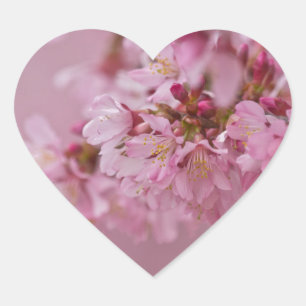 Sakura Cherry Blossoms Pale Pink Reflections Heart Sticker