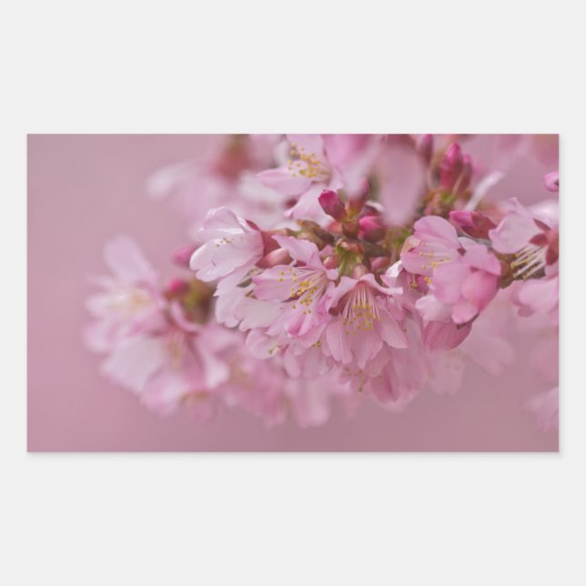 Sakura Cherry Blossoms Pale Pink Reflections Rectangular Sticker (Front)