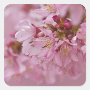 Sakura Cherry Blossoms Pale Pink Reflections Square Sticker