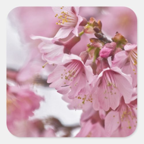 Sakura Cherry Blossoms Pale Pink Square Sticker