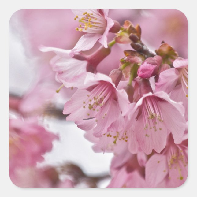 Sakura Cherry Blossoms Pale Pink Square Sticker (Front)