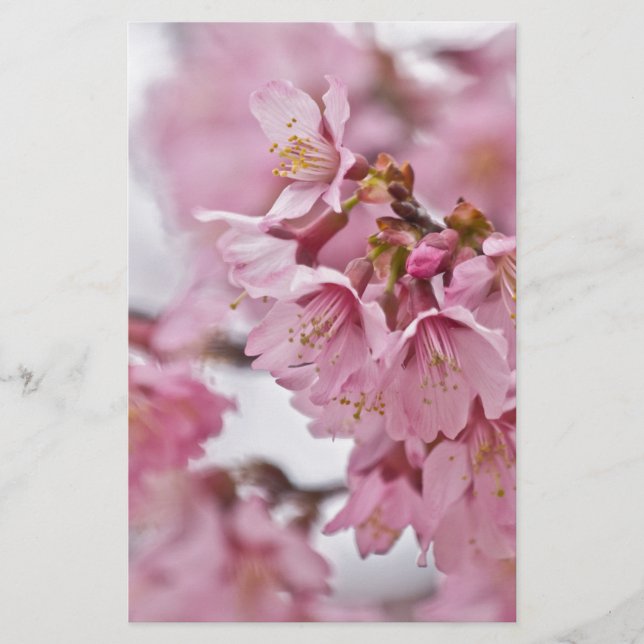 Sakura Cherry Blossoms Pale Pink Stationery (Front)